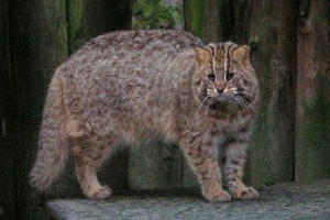 Amur forest cat - predator lygone more home cat Amur forest cat - predator lygone more home cat
